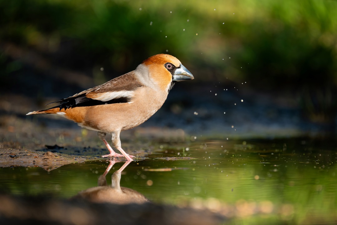 Vijfde editie 1000-soortenweekend